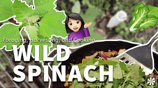 🍃 Wild Spinach Foraging Harvesting Cooking amp More [upl. by Animor]