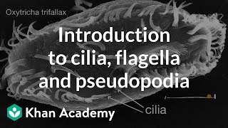 Introduction to cilia flagella and pseudopodia  Cells  High school biology  Khan Academy [upl. by Allemac]