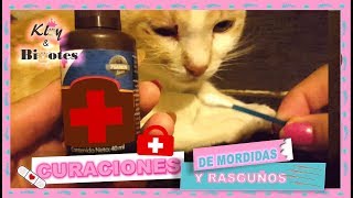 COMO CURAR🧴 A UN GATO HERIDO👩‍⚕️ [upl. by Kemble]