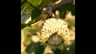 How to identify bur oak Quercus macrocarpa [upl. by Anila]