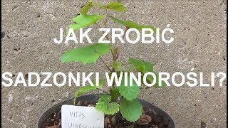 ROZMNAŻANIE WINOROŚLI  krok po kroku [upl. by Linson]