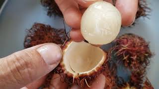 How to grow rambutan from seeds  Desert Adventure [upl. by Starling]