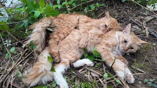 Touching Story About A Family Of Cats Hugging Each Other To Their Last Breath In The Harsh Cold [upl. by Chita]