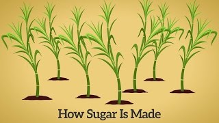 How Cane Sugar Is Made [upl. by Isidor764]