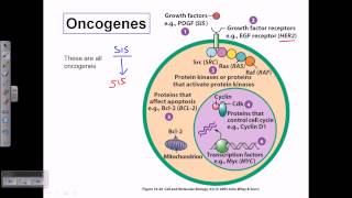 protooncogene activation [upl. by Ahsilrak866]