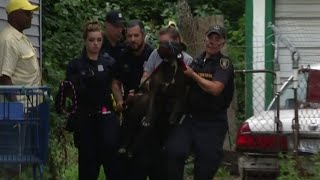 Pit bulls kill dog attack owner in Detroit [upl. by Noitsuj13]