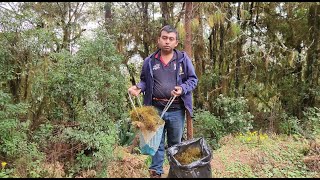 Buscando adorno Navideño en el monte musgo  con la familia [upl. by Nythsa]