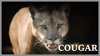 Cougar scream at night in the woods Mountain lion sounds very scary [upl. by Asfah]