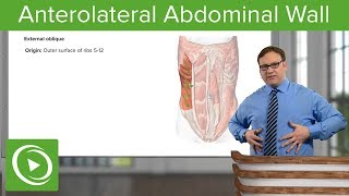 Anterolateral Abdominal Wall – Anatomy  Lecturio [upl. by Thorbert]