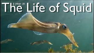 A Year in the Life of Squid [upl. by Adnaval187]