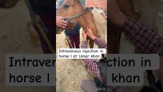 Intravenous injection in horse l dr Umar khan [upl. by Rutger]