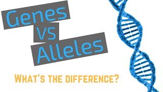 Genes vs Alleles [upl. by Nachison350]