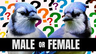 How To Tell Male And Female Blue Jays Apart  Is It Even Possible [upl. by Luoar786]