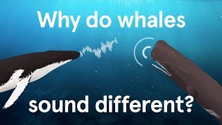 Why do whales sound different [upl. by Aleit776]