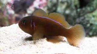 Clown Goby Citrinis Gobiodon citrinus  LiveAquariacom [upl. by Dnar]