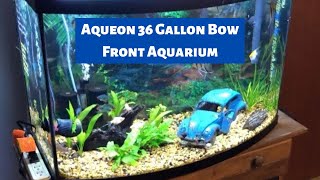 36 Gallon Bow Front Aquarium Update [upl. by Esinahs723]