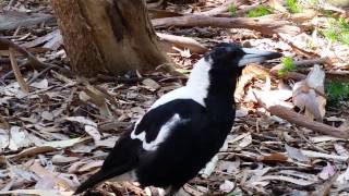 Australian magpie imitates alarm other birds dog [upl. by Mathur169]