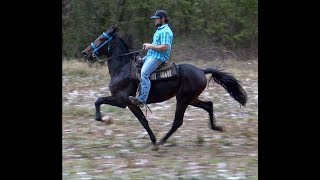 Standardbred Trotter Speed Racking Stallion [upl. by Aveline]