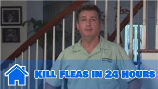 Home Pest Control  How to Kill Fleas in 24 Hours [upl. by Bunker]