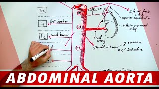 Anatomy  Abdominal Aorta Branches [upl. by Enelrihs]