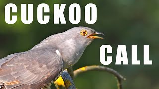 Bird sounds  CUCKOO call [upl. by Reinaldo]