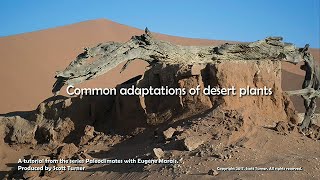 Adaptations of Desert Plants [upl. by Aremahs759]