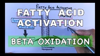 Fatty Acid Activation  Beta Oxidation Part I [upl. by Silas]