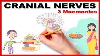 Cranial Nerves  Mnemonic series  26 [upl. by Nrubua233]