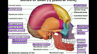 Anatomy  The Human Skull [upl. by Maurie]