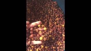 Carbonic maceration Winemaking technique applied to coffee [upl. by Maxentia]