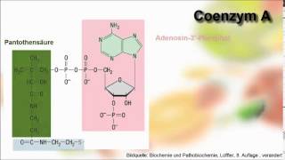 Biochemie ─ Wasserlösliche Vitamine [upl. by Trevar]