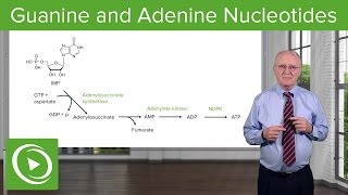 Paths to Guanine and Adenine Nucleotides – Biochemistry  Lecturio [upl. by Eidnarb615]