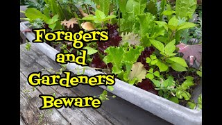 Foragers and Gardeners Beware [upl. by Bacon]