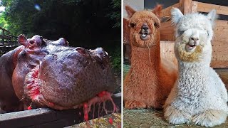 Ozzy Man Reviews Hungry Animals [upl. by Bass]