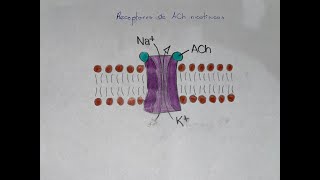 Receptores Adrenérgicos y Colinérgicos [upl. by Petite958]