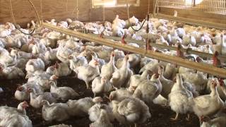 Monitoring and Maintaining Chicken Health [upl. by Shaer]