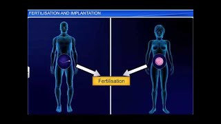 CBSE Class 12 Biology Human Reproduction – 4 Fertilization and Implantation [upl. by Vahe]