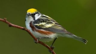 Birding Warblers [upl. by Alain]