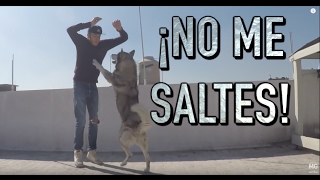 ENTRENAR un PERRO a que NO ME SALTE  MartGon [upl. by Joseph]