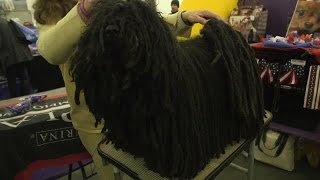 Meet the Puli aka Mop Dog [upl. by Adnelg]