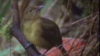 Animal Behaviour of the Australian bowerbird  David Attenborough  BBC wildlife [upl. by Fortunna]