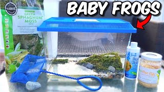 NEW BABY FROG TERRARIUM AQUARIUM SETUP TADPOLES TURNING INTO FROGS [upl. by Hollerman]