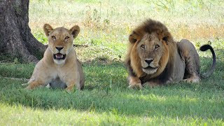 El Legado del León  Kenia  Documental de Leones [upl. by Ahsikat]