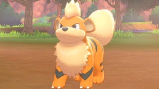 How to Catch GROWLITHE Hammerlocke Hills  Pokemon Sword amp Shield [upl. by Alket]