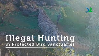 Illegal Hunting in Buskett amp Comino [upl. by Aicirtak369]