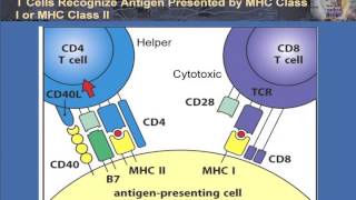 T Cell Activation and Control [upl. by Omor]