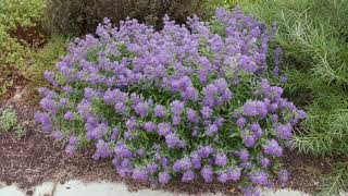 Caryopteris x clandonensis  Bluebeard BlueMist Shrub [upl. by Anilek]