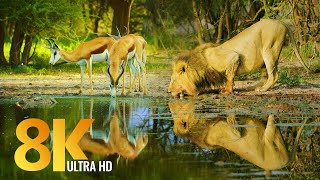 Amazing Wildlife of Botswana  8K Nature Documentary Film with music [upl. by Burnsed574]