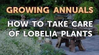 How to Take Care of Lobelia Plants [upl. by Frants]