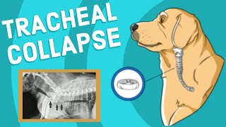 Tracheal Collapse in Dogs  Vet Explains [upl. by Rebmit]